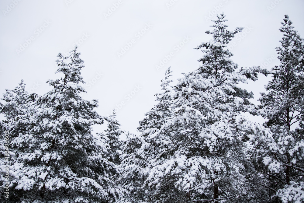 A beautiful winter landscape in nordic Europe, in gray, overcast day A beautiful winter landscape in nordic Europe, in gray, overcast day