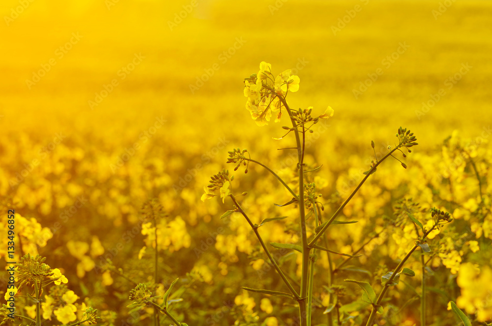 Fototapeta premium Blooming canola flowers on agricultural field. Rape in nature in spring. Bright Yellow oil. Flowering rapeseed. Photo with space for your montage