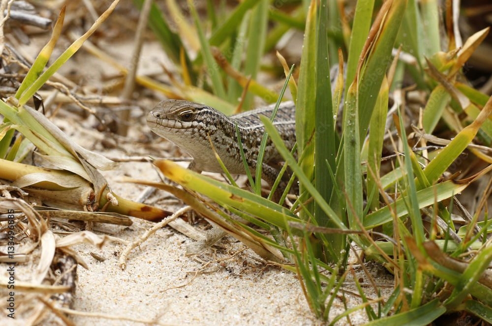 Alert wild lizard Alert wild lizard