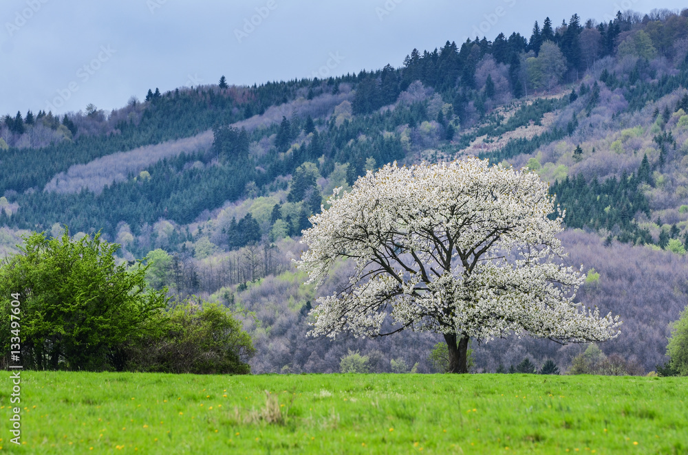 Beautiful spring scenery. White flowers cherry trees on nice meadow full of green grass. Blue sky and majesty forest in background. Wallpaper with space for you montage. Europe nature - April. Beautiful spring scenery. White flowers cherry trees on nice meadow full of green grass. Blue sky and majesty forest in background. Wallpaper with space for you montage. Europe nature - April.