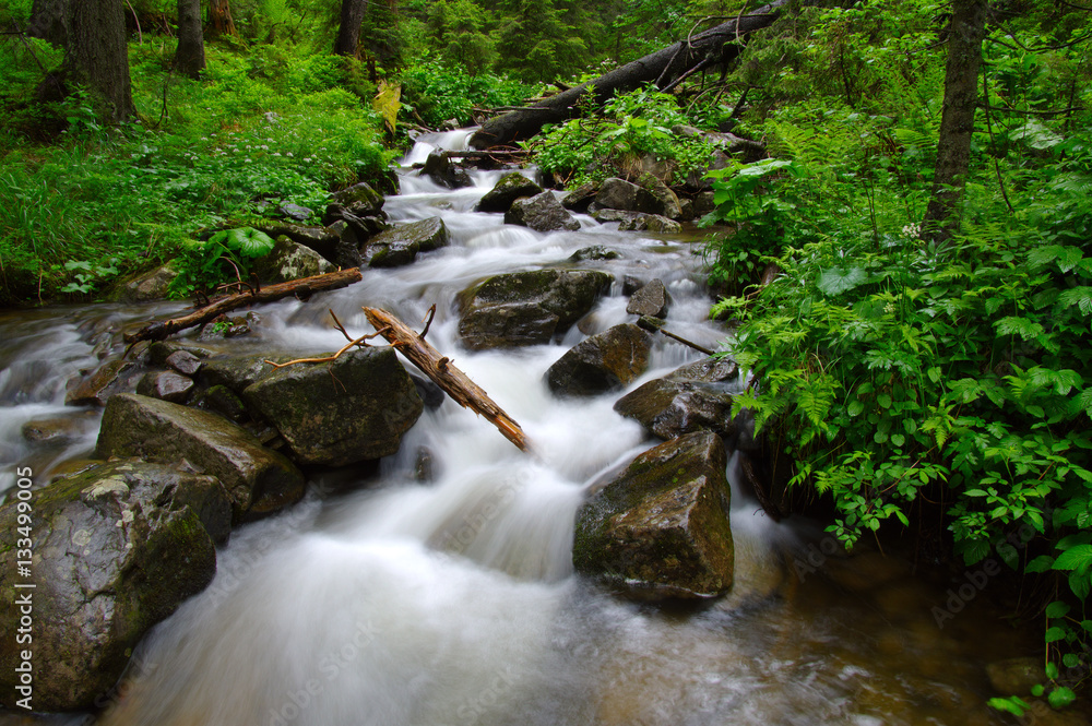 Fototapeta premium River in the woods