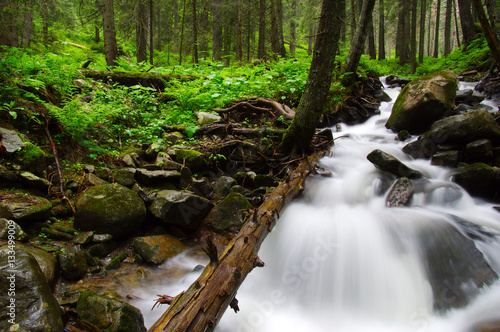 River in the woods