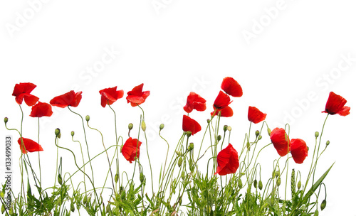 red poppies on white