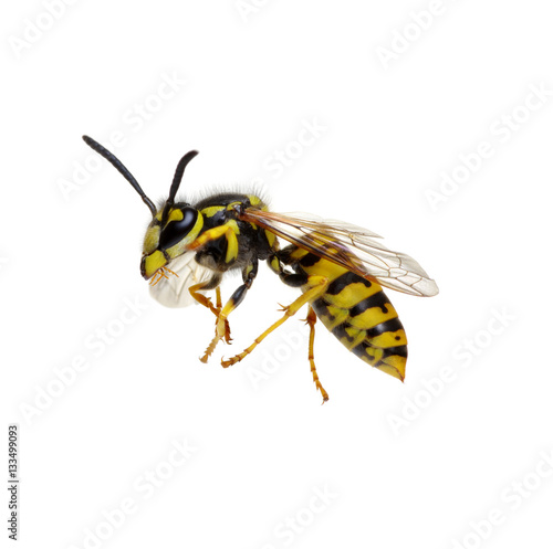 wasp isolated on white © Alekss
