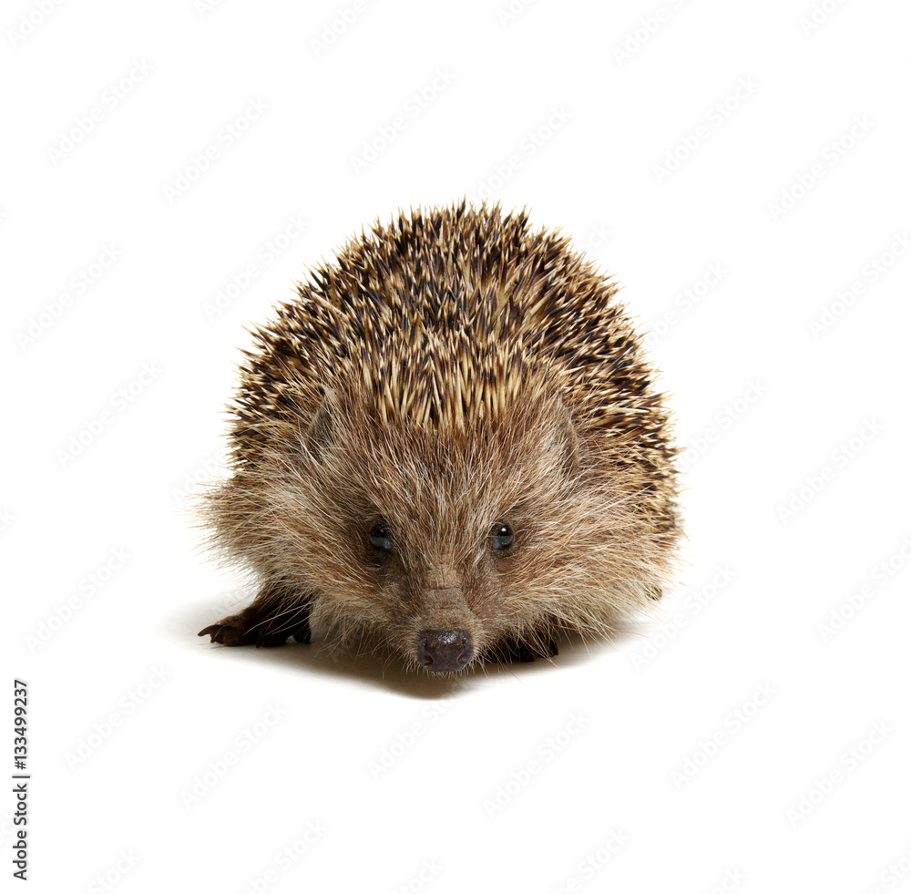 Hedgehog isolated on white Hedgehog isolated on white