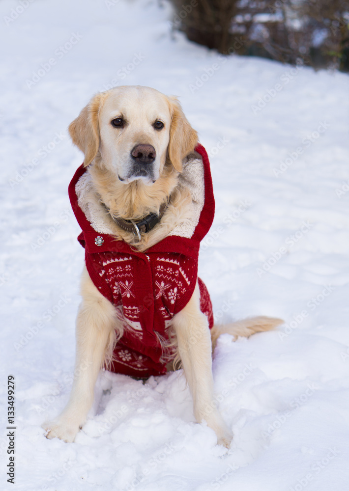 Adorable golden retriever dog wearing warm red christmas coat. Winter in park.