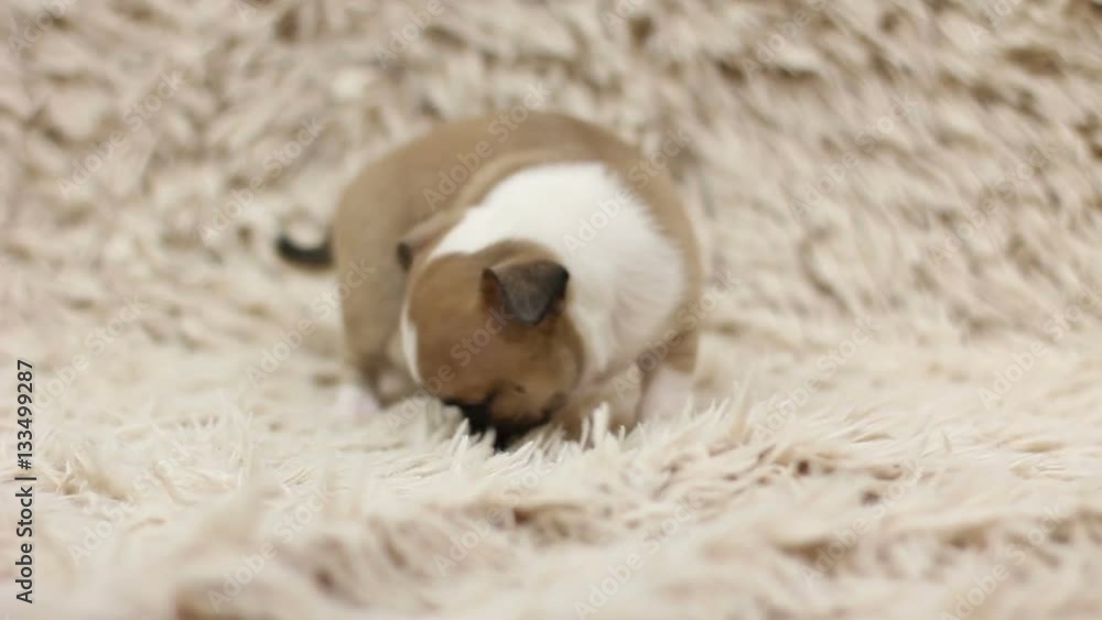 Puppies of chihuhua on sofa with white cover Puppies of chihuhua on sofa with white cover