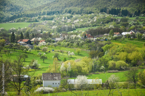 Wallpaper Mural Spring agricultural landscape with all type of blossom trees in garden under hills - Cooperative - farm on the photo from nature ,between april, may, color tones green Torontodigital.ca