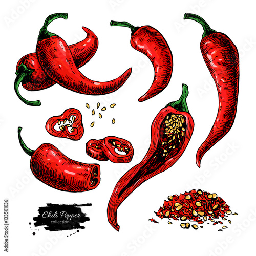Chili Pepper hand drawn vector illustration. Vegetable artistic style object. Isolated hot spicy mexican pepper