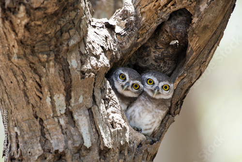 Bild auf Leinwand Owl, Spotted owlet (Athene brama) in tree hollow,Bird of Thailand
