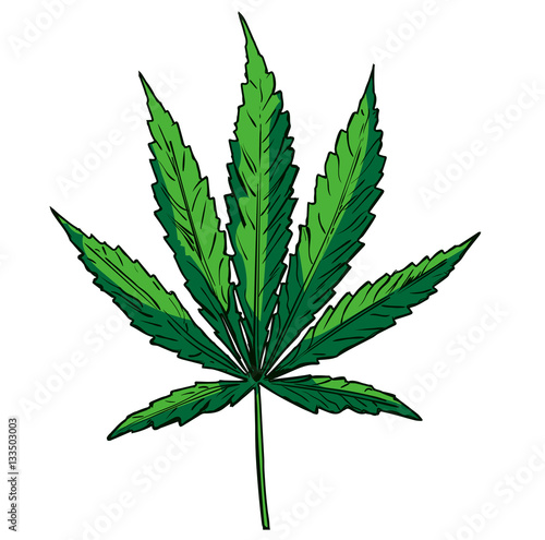 Cannabis leaf image hand drawn. Vector image.