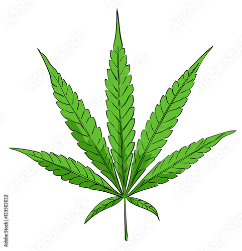 Cannabis leaf image hand drawn. Vector image.