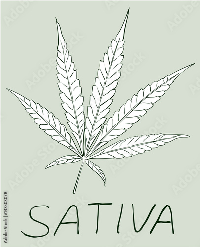 Cannabis leaf image hand drawn. Vector image. © Pavel_A