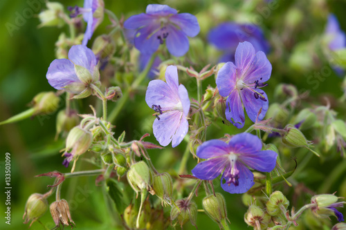 Summer time still life scene with violet petals flowers  macro view. shallow depth of field photo