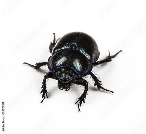 Fototapeta dung Beetle violet black on white background