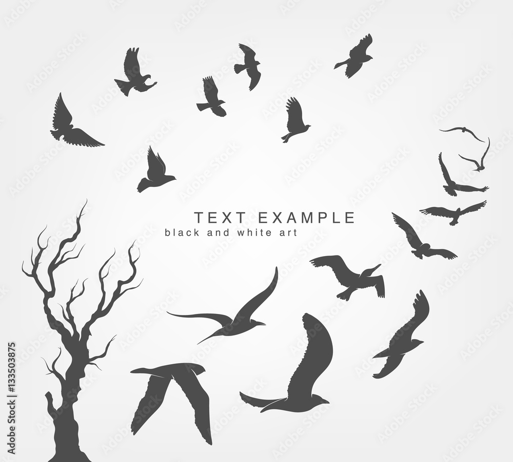 Obraz premium wedge of birds flying in sky