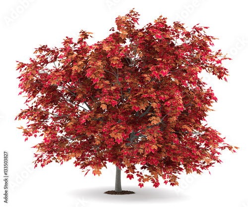 japanese maple tree isolated on white background