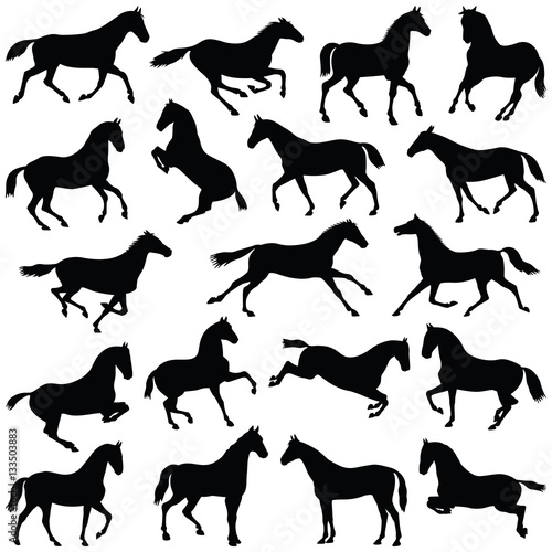 Horse collection - vector silhouette