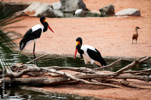 Saddle billed storks birds photo