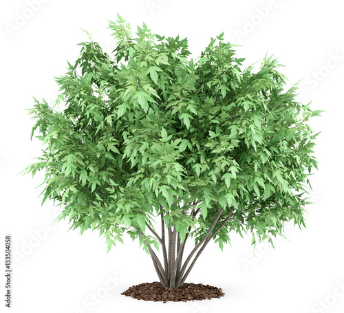 Tableau sur toile amur maple tree isolated on white background