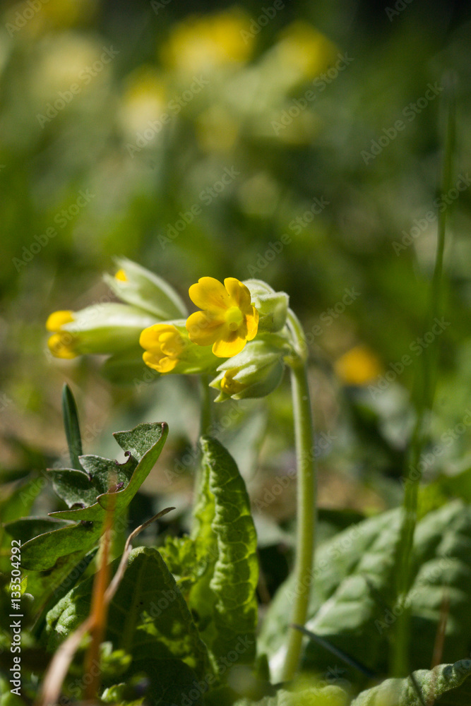 Fototapeta premium Beautiful yellow wild primulas on a natural background in spring