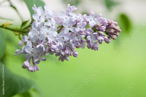 Springtime landscape with bunch white violet flowers. lilac blooming plants. green background. soft focus shallow depth of field.