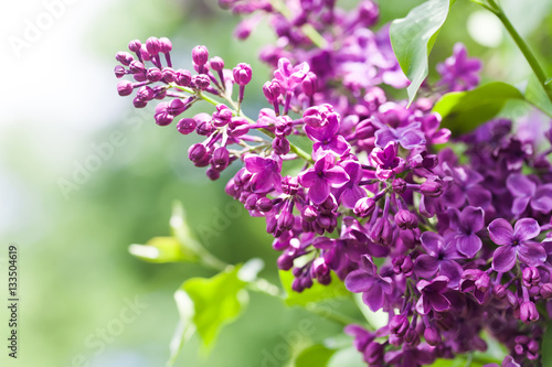 Springtime landscape with bunch of violet flowers. lilac blooming plants background. soft focus photo