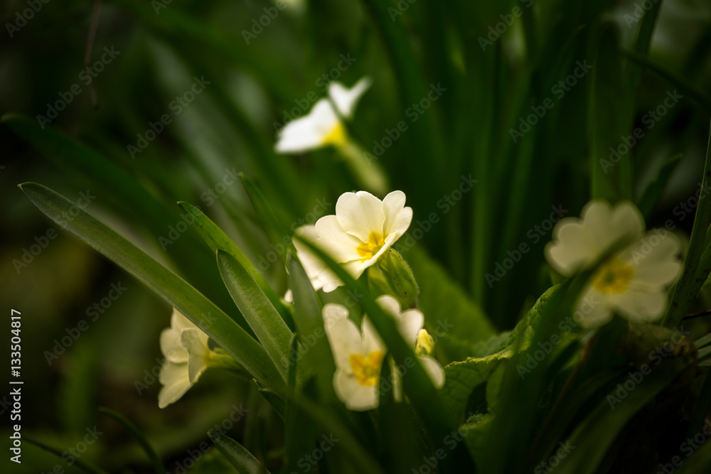 Beautiful white primulas on a natural background in spring Beautiful white primulas on a natural background in spring