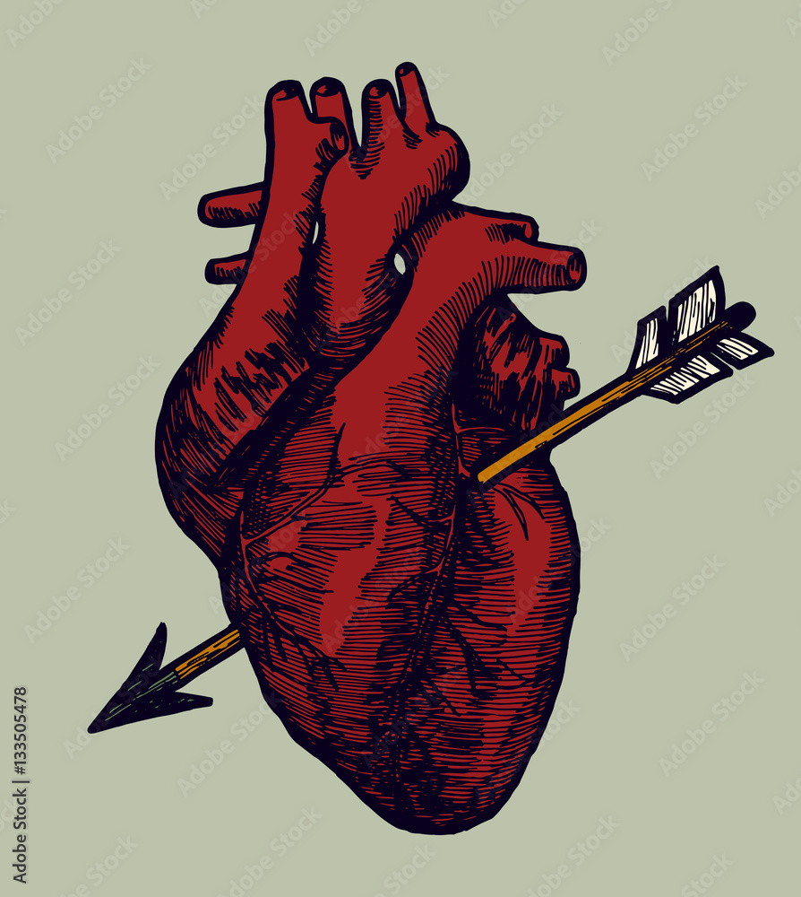 real red human heart with arrow valentines day drawing vector ...
