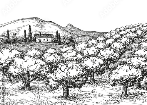 Olive grove landscape