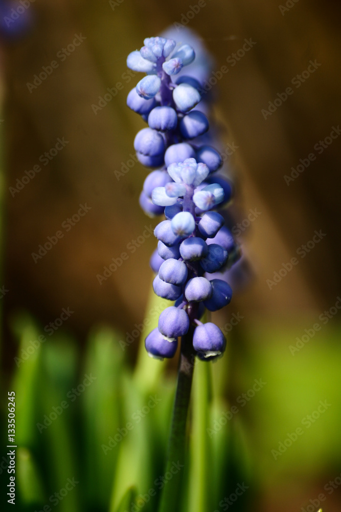 Beautiful muscari on a natural background in spring Beautiful muscari on a natural background in spring