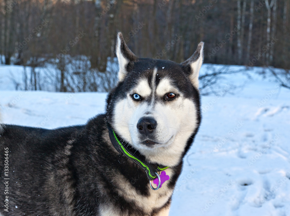 Portrait of a dog Siberian husky in winter forest
