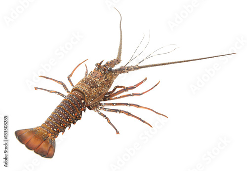 Fresh spiny lobster isolated on white background, Palinurus vulgaris