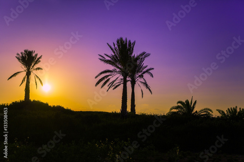 Palm trees silhouette at sunset background © vvvita