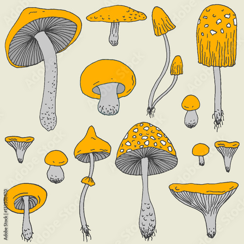 Set of Forest mushrooms - vector hand drawn sketch. Collection of different mushrooms with roots, real eatable and poisonous boletus