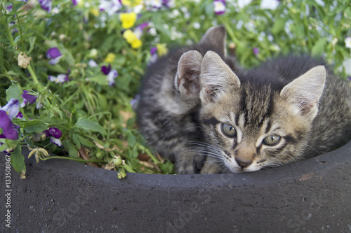 Kittens