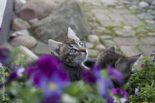 Kittens