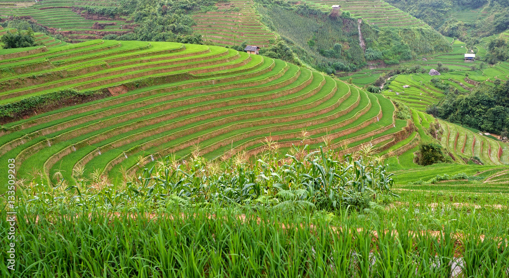 Fototapeta premium mountain rice