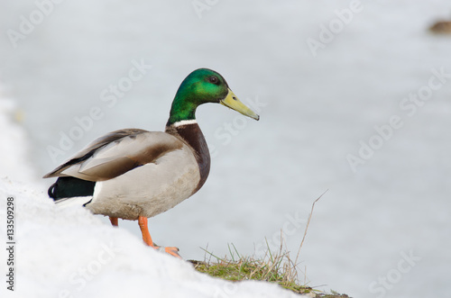 Drake on the frozen lake shore