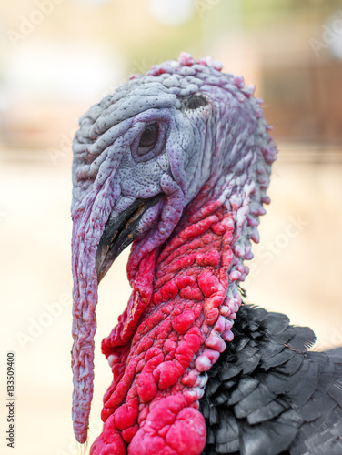Close-up portrait of wild turkey.