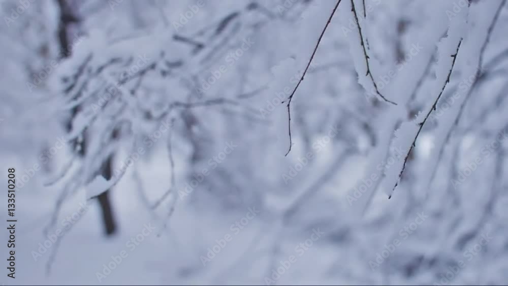 Closeup of tree branches moving. Snow falling down from them. Everything covered in a thick layer of snow, which is falling. Cold day in January Closeup of tree branches moving. Snow falling down from them. Everything covered in a thick layer of snow, which is falling. Cold day in January