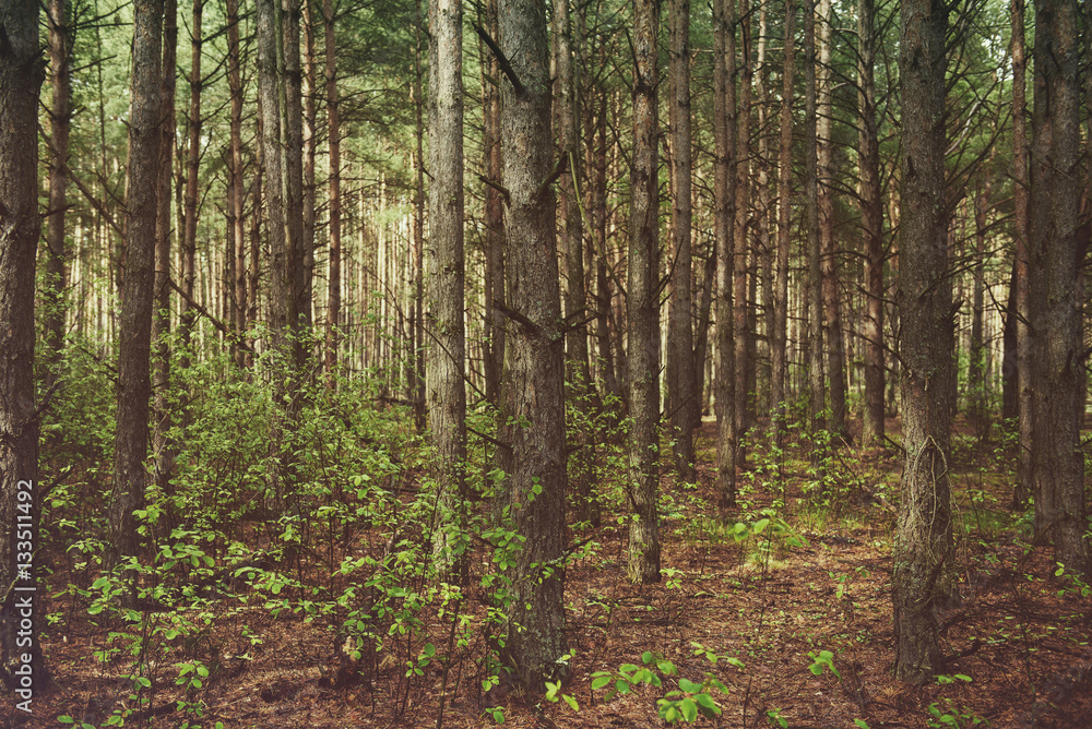 Dark moody forest with pine trees, natural outdoor vintage background