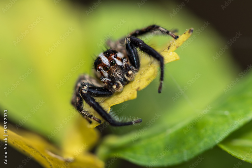 Macro shot with the insect Macro shot with the insect
