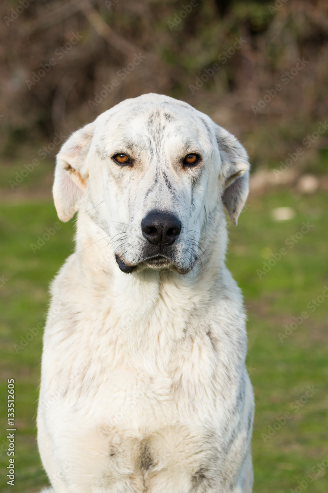 Big white labrador dog in the field Big white labrador dog in the field