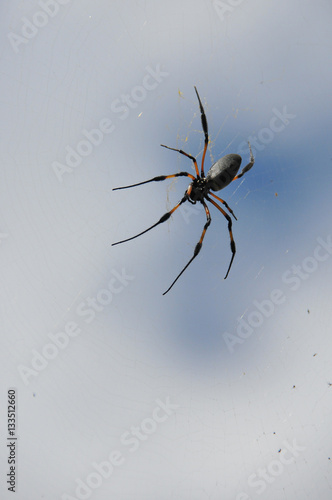 Black and Orange Nephila Inaurata Spider on her net in Reunion Island © ShkYo30