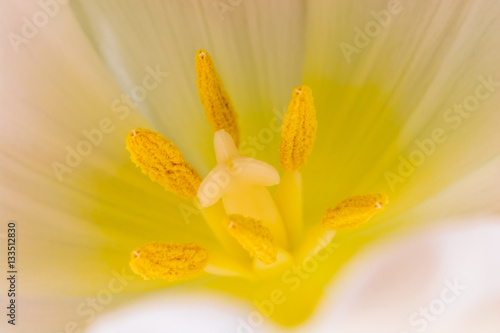 Wei   gelbe Tulpe im Detail