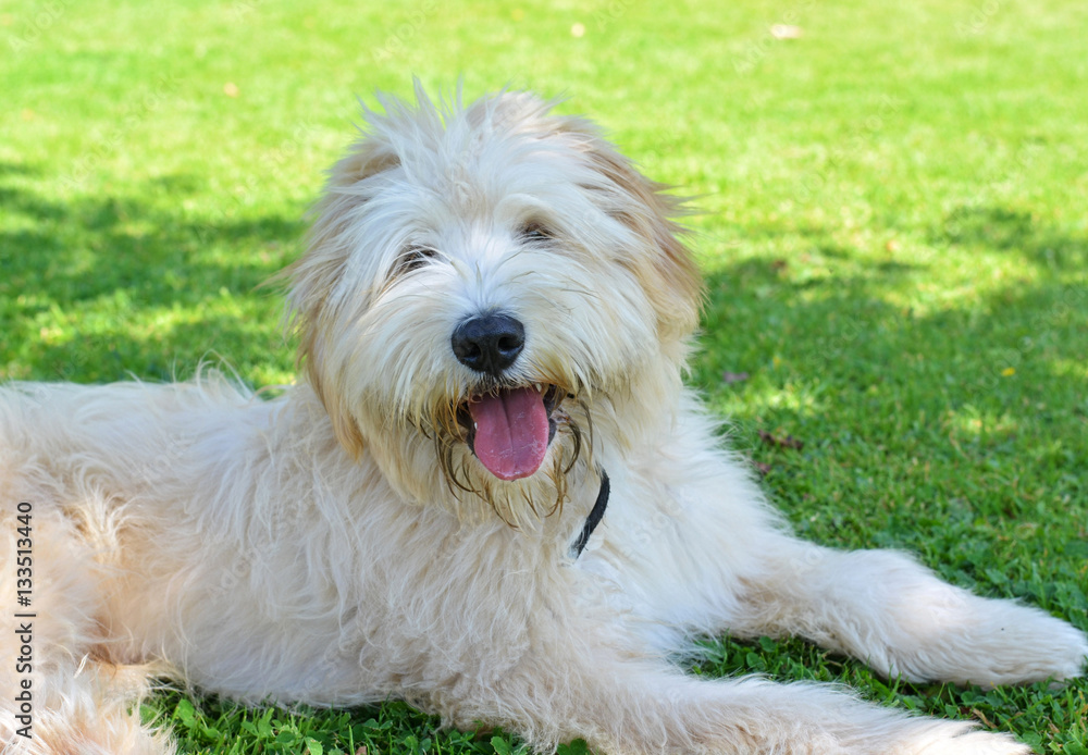 Labrit dog Labrit dog