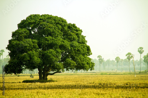 Fototapeta Naklejka Na Ścianę i Meble -  green tree in paddy fields 