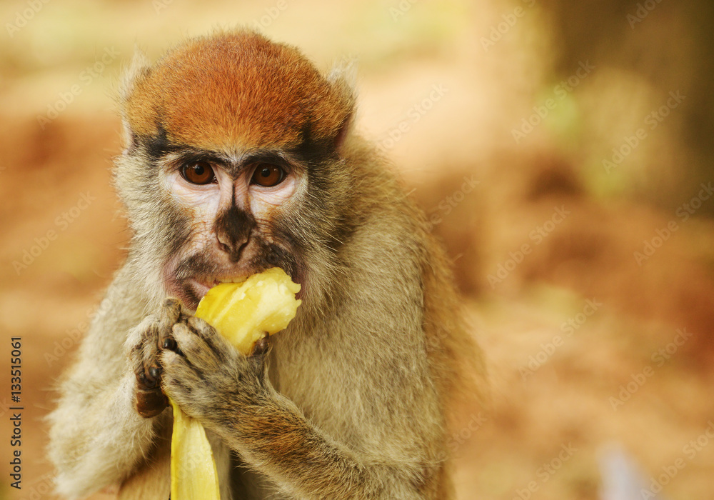 Obraz premium Monkey