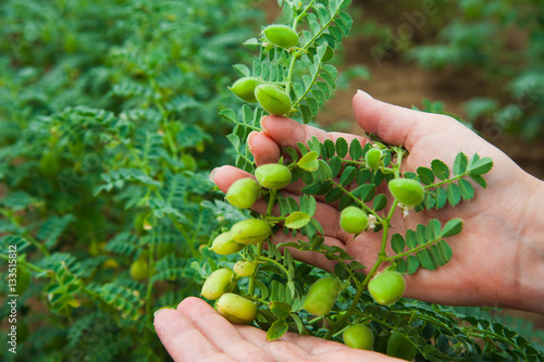 Woman showing chickpeas in close up